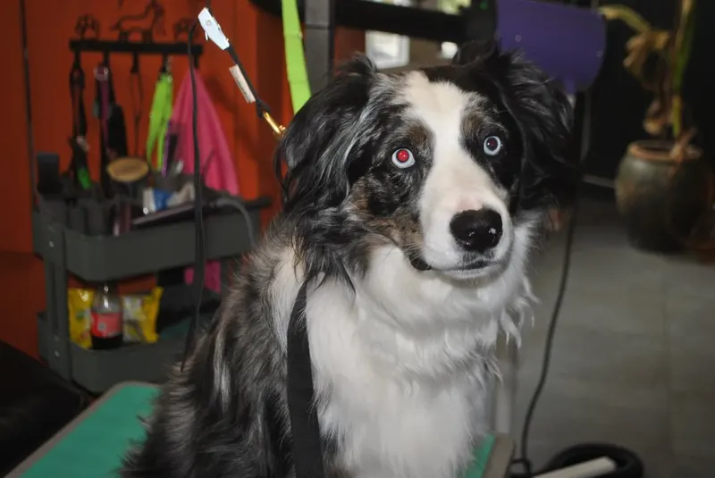 Australische herder in blue merle