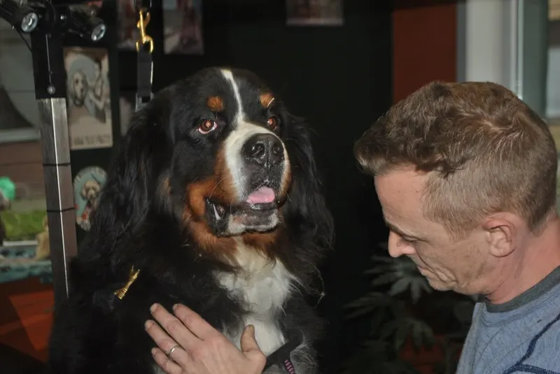 Bart en een Berner Sennenhond in het salon
