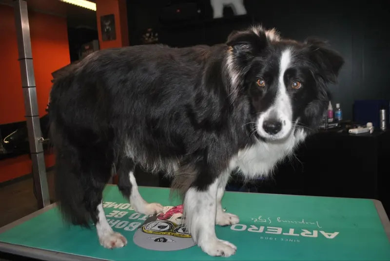Border collie, fris en fluffy