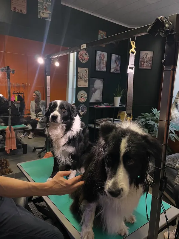 Twee border collies op de trimtafel