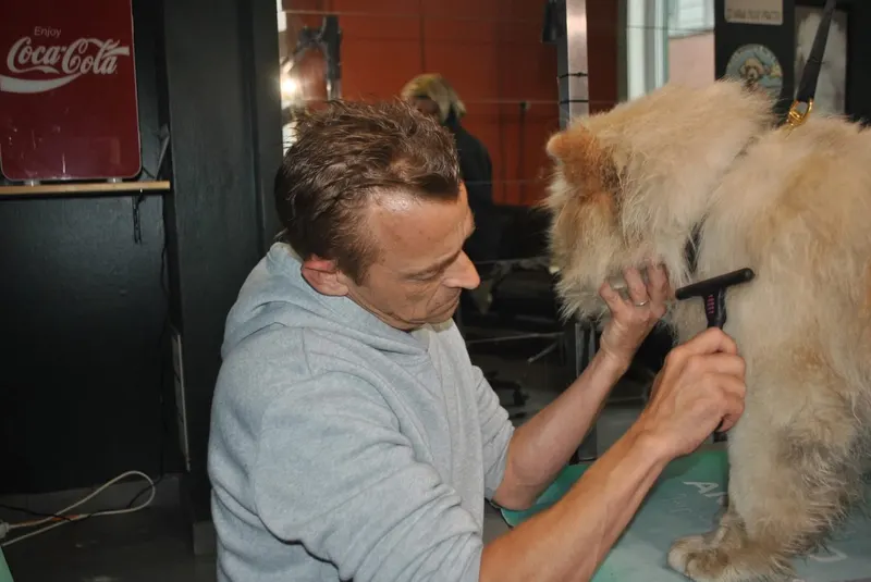 Bart borstelt de dikke vacht van een chow chow