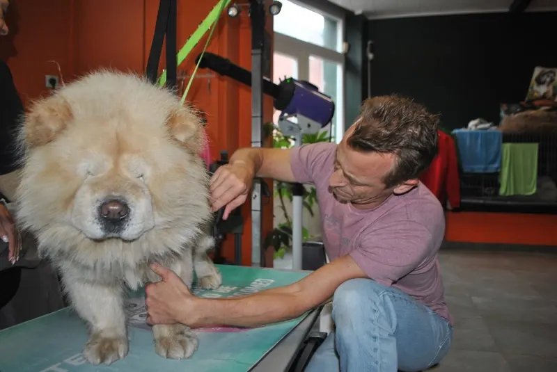 Chow chow op de trimtafel met Bart