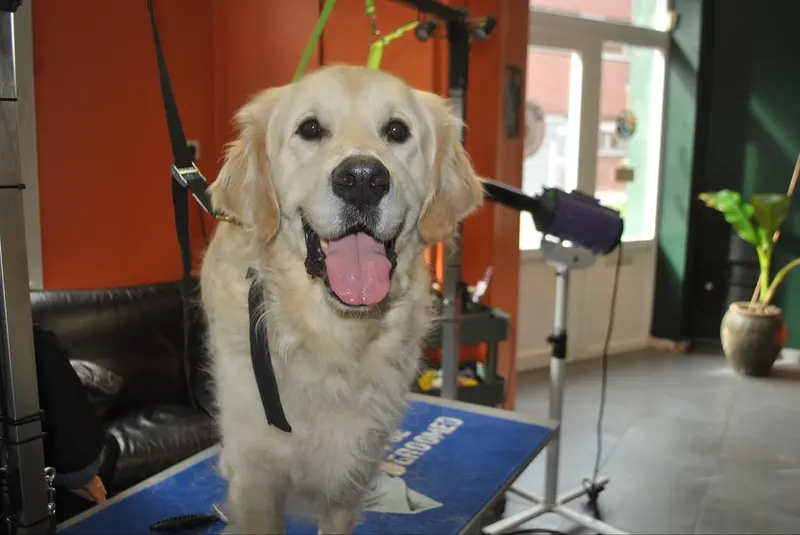 Golden retriever na het bad