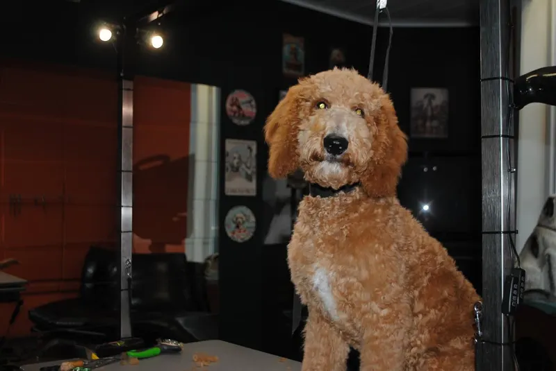 Labradoodle na een bad en een frisse knipbeurt