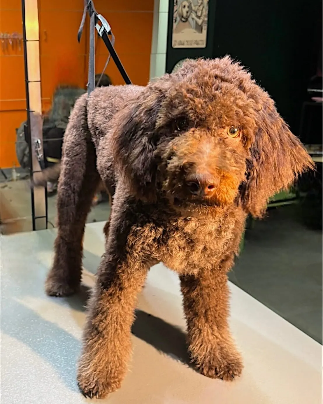 Lagotto Rocco na de verzorging