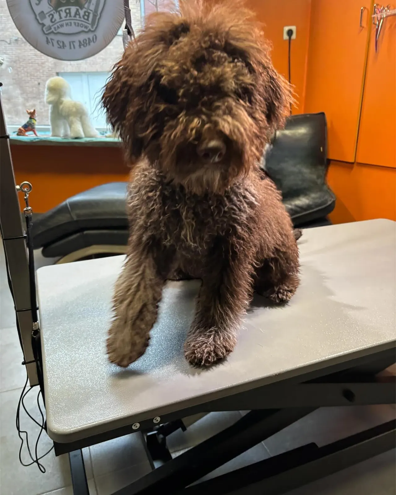 Lagotto Rocco voor de verzorging