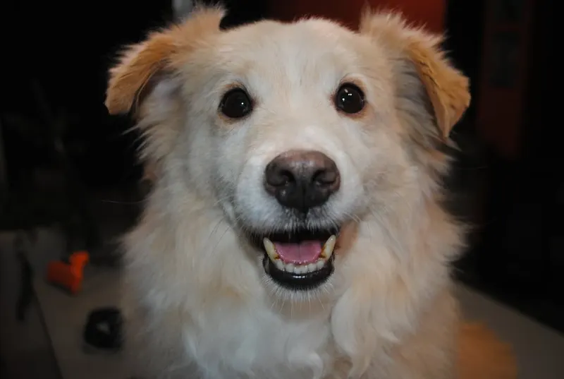 Lucky, een langharige hond, na een grondige borstelbeurt