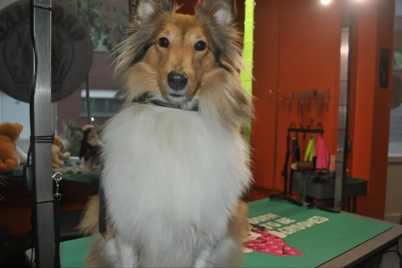 Shetland sheepdog met een volle kraag