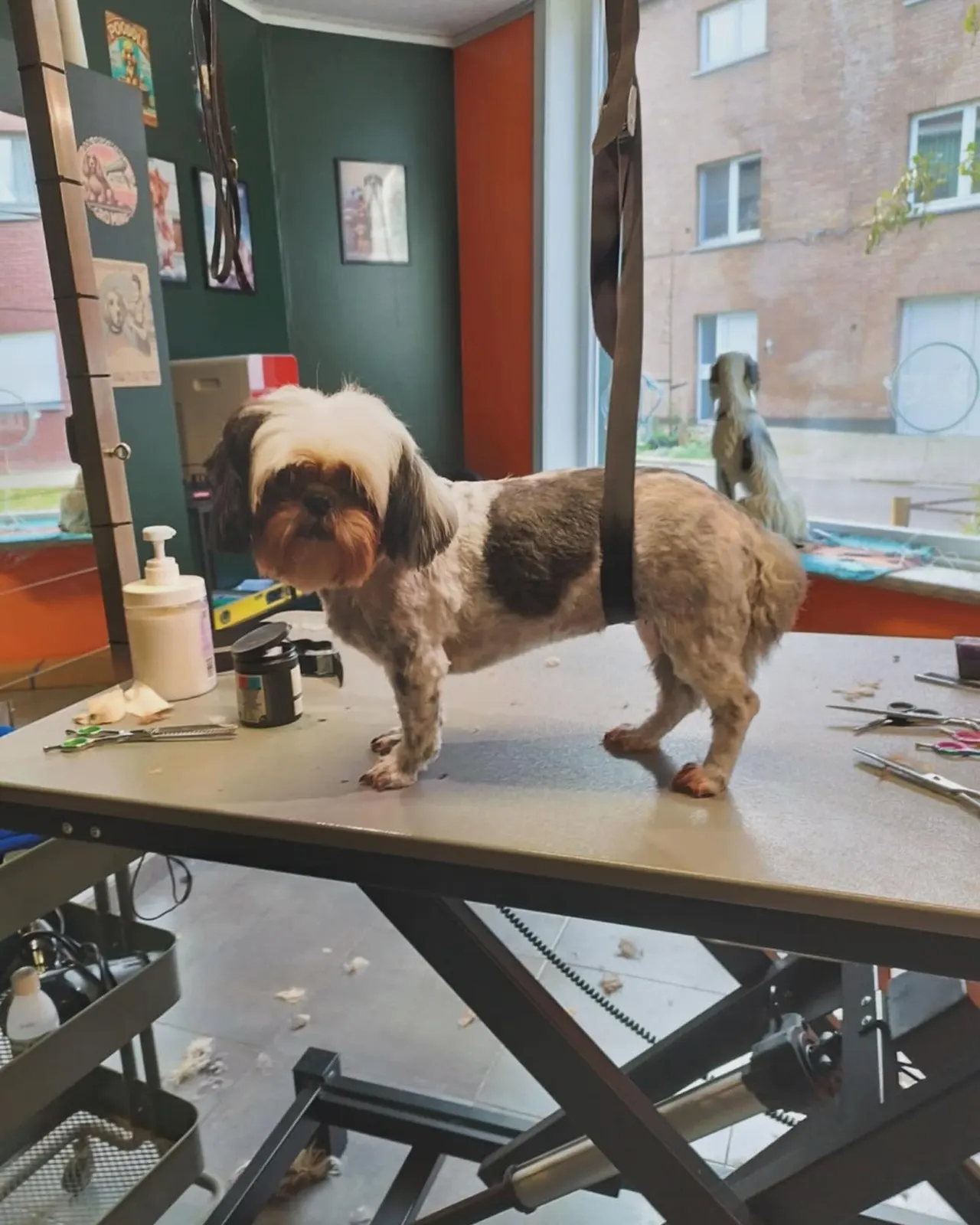 Dezelfde shih tzu na de trimbeurt