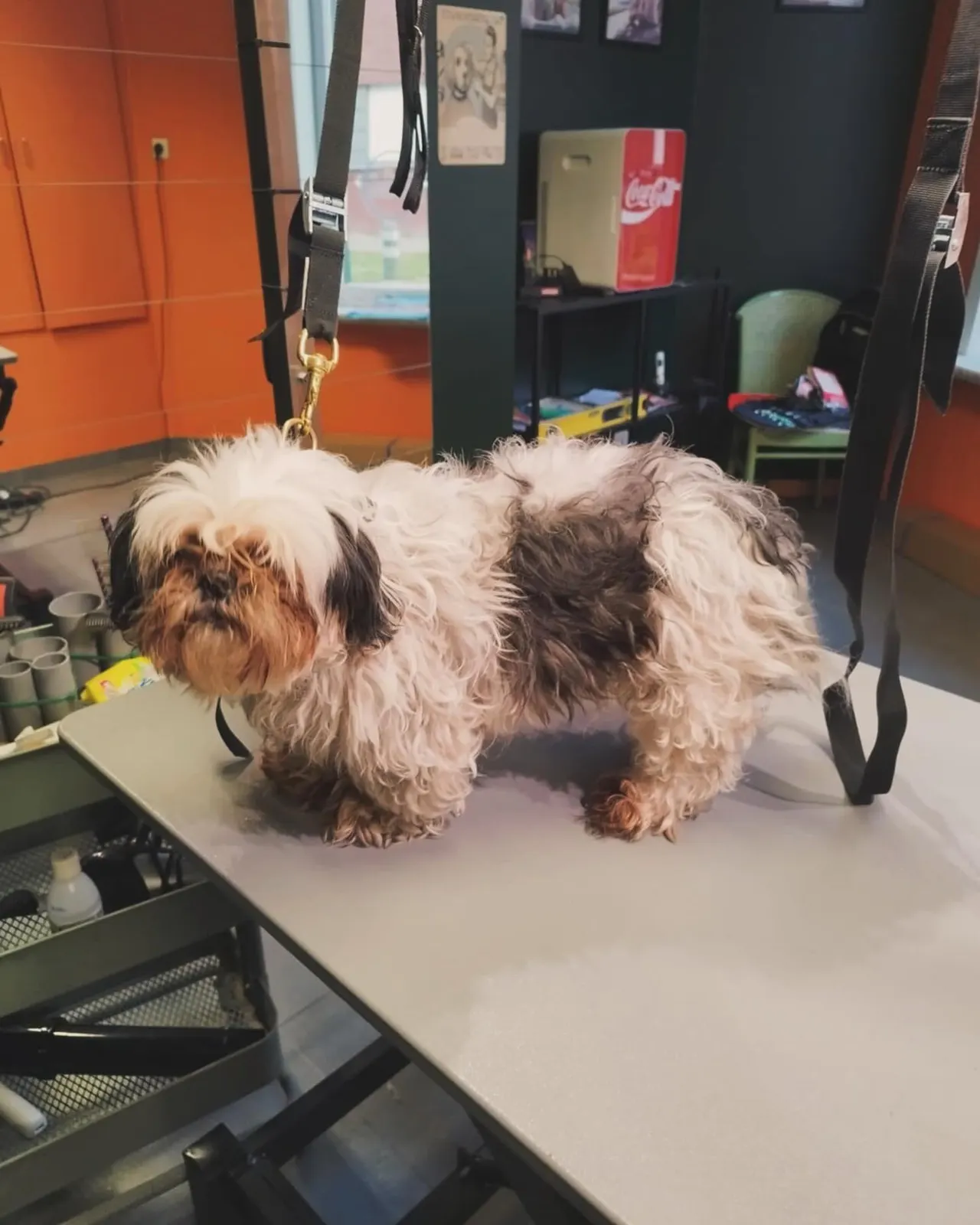 Shih tzu met een verwarde vacht voor de trimbeurt