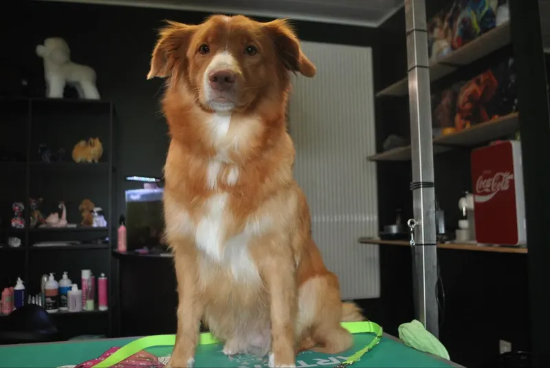 Nova Scotia duck tolling retriever na de verzorging